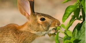 Photo: Rabbits are Eating My Plants!